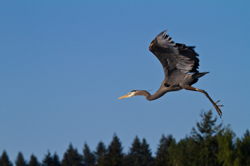 Great Blue Heron Taking Flight